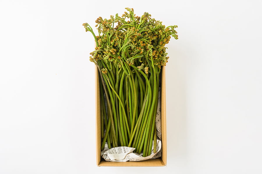 天然　山菜　極太　わらび〜2キロ⑩ 天然 山菜 極太 わらび〜2キロ⑩ Amazon.co.jp: ワラビ わらび 山菜 天然物