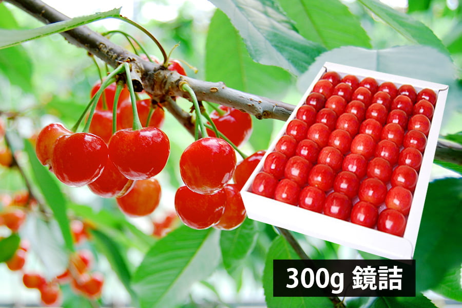 山形県　さくらんぼ　佐藤錦　Ｌサイズ さくらんぼ 佐藤錦 山形県産 秀品 大粒Lサイズ 約700g （約350g