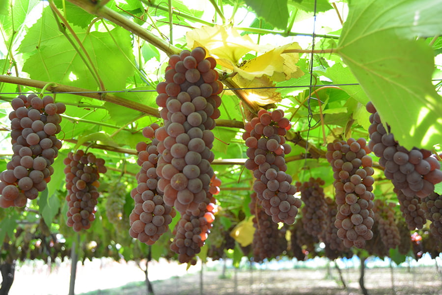 山道農園のぶどう甘美デラウェア2kg(12〜16房前後)