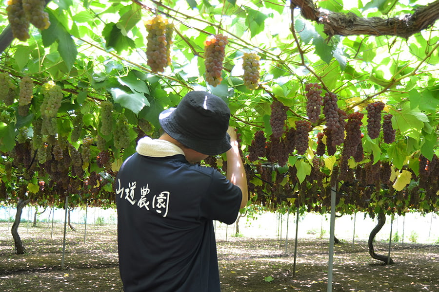 山道農園のぶどう甘美デラウェア2kg(12〜16房前後)