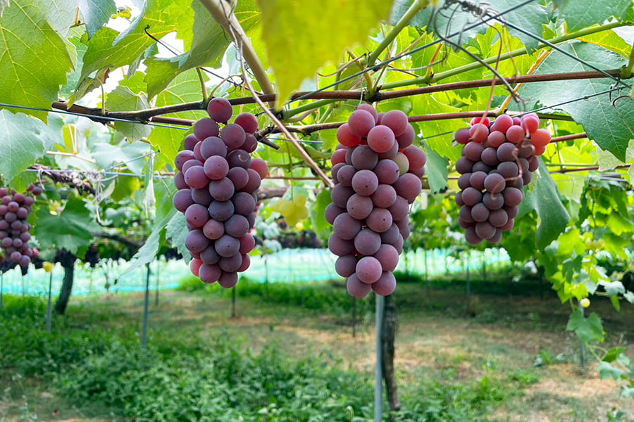 山道農園のぶどう甘美レッドナイアガラ約2kg(7房前後)