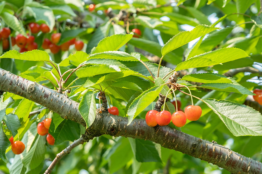 【旅する特産品】北海道産さくらんぼ紅秀峰