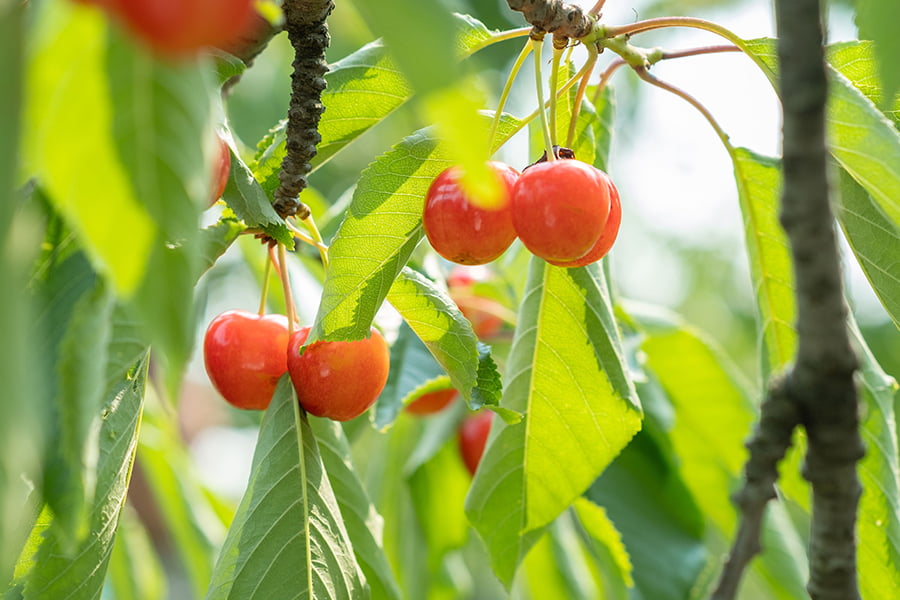 【旅する特産品】北海道産さくらんぼ紅秀峰