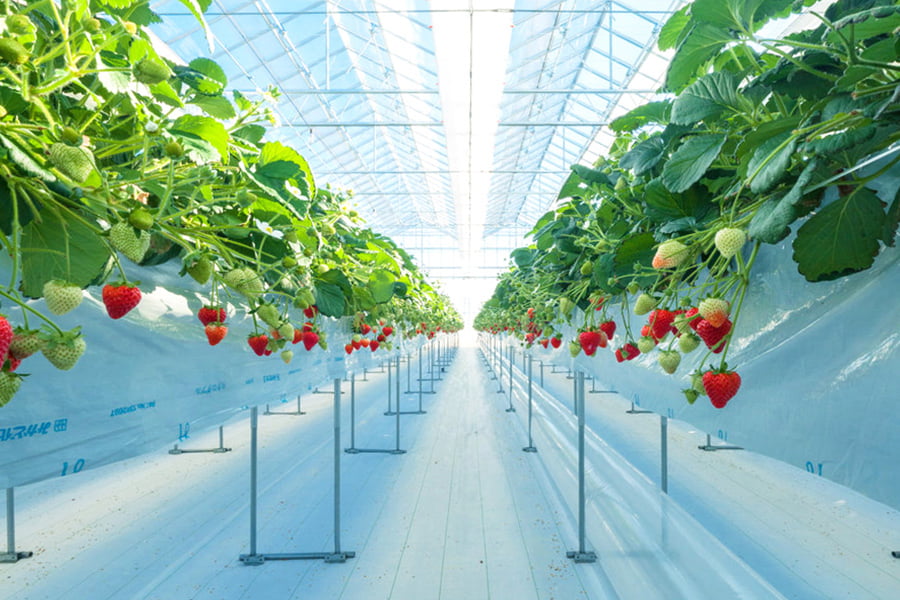 株式会社GRA「ミガキイチゴ」