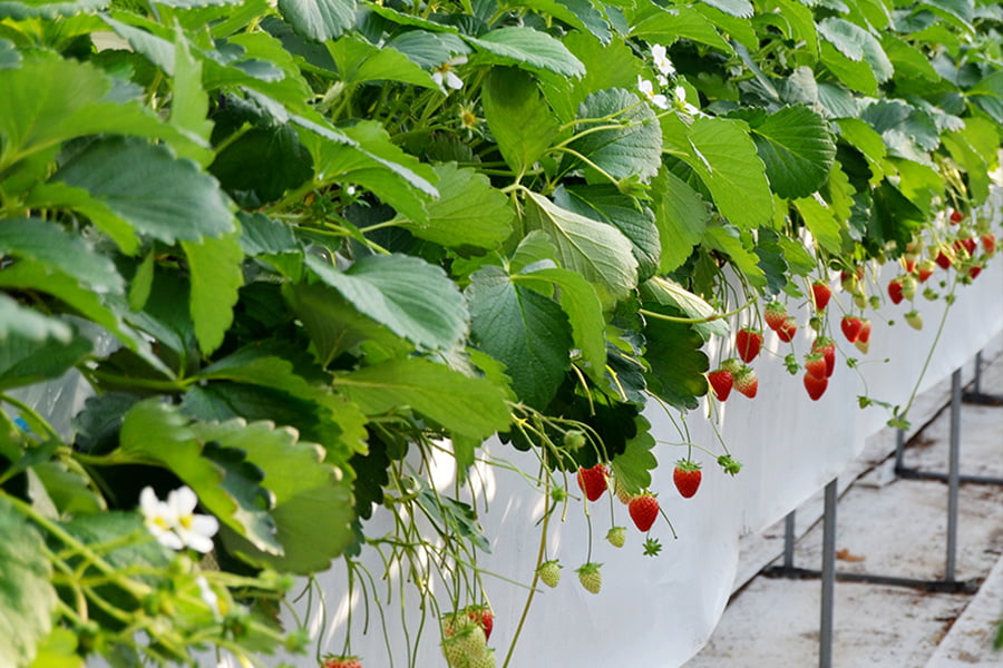 株式会社GRA「ミガキイチゴ」