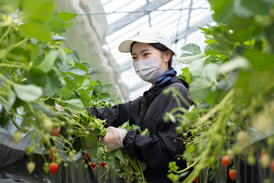 株式会社GRA「ミガキイチゴ」