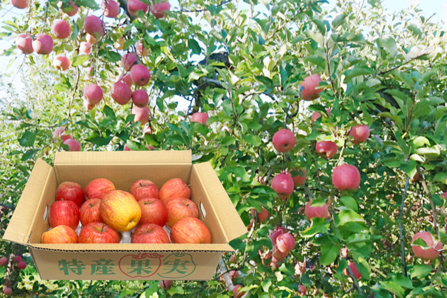 【農家応援】鈴木さんちの《訳あり》ふじりんご約3kg（10〜15個）