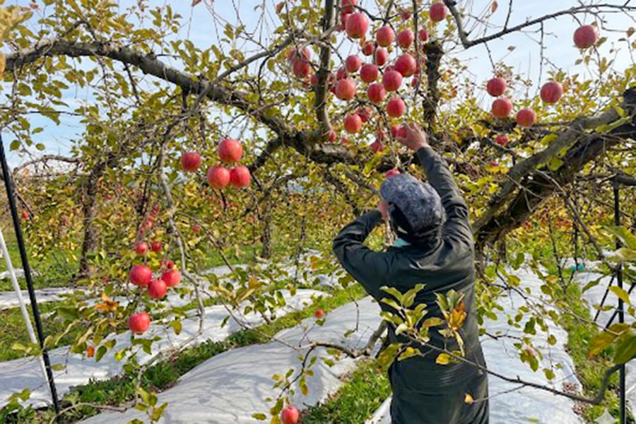 【農家応援】鈴木さんちの《訳あり》ふじりんご約3kg（10〜15個）