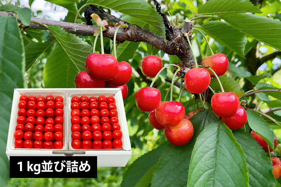 山形県産さくらんぼ佐藤錦