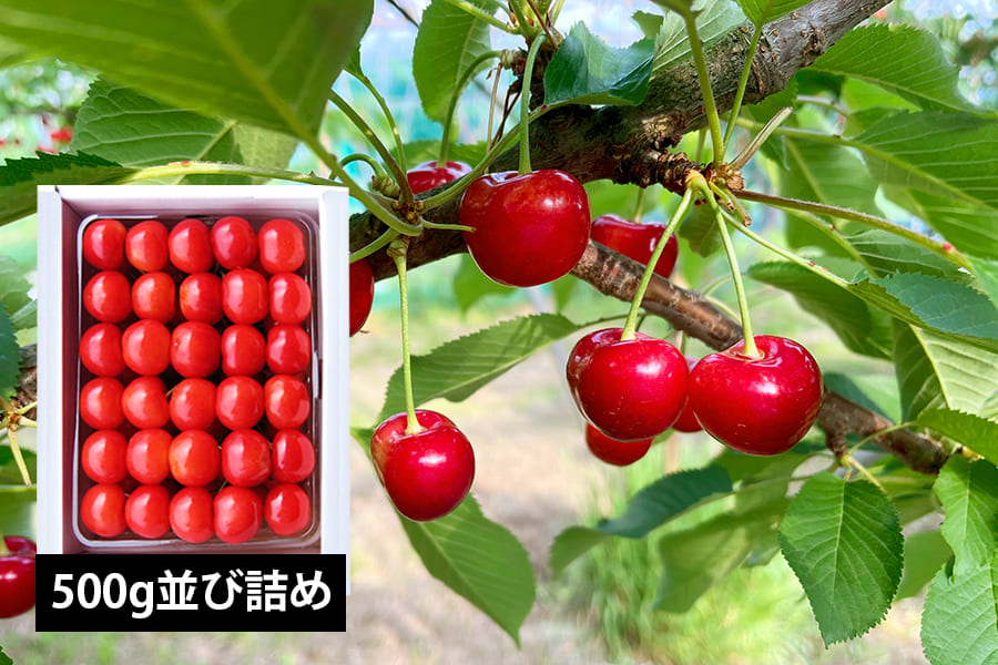 山形県産さくらんぼ紅秀峰