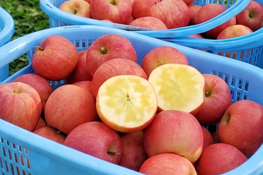 山形県朝日町の高徳りんご約2kg(8〜12玉)