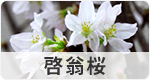 啓翁桜