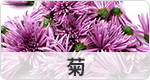 菊