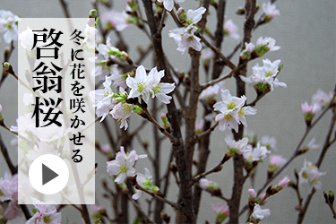 啓翁桜商品一覧