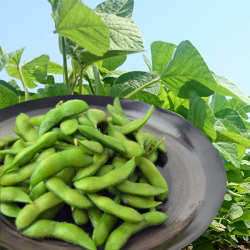 與惣兵衛の白山だだちゃ豆1.5kg