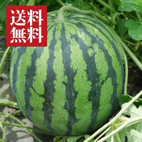 尾花沢スイカ縞無双