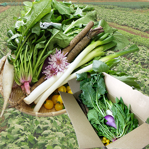 山形の伝統野菜セット