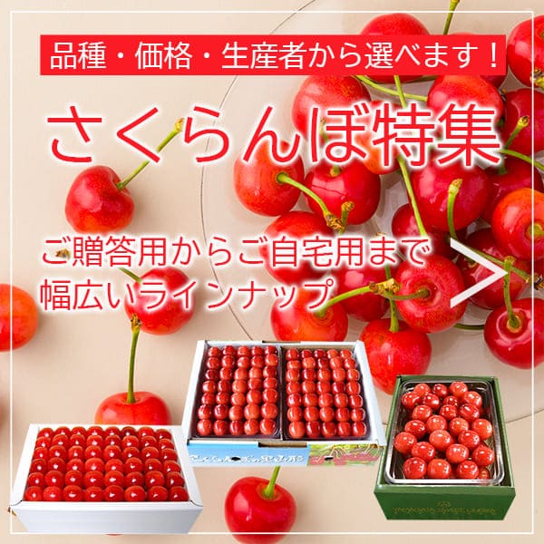 さくらんぼ特集