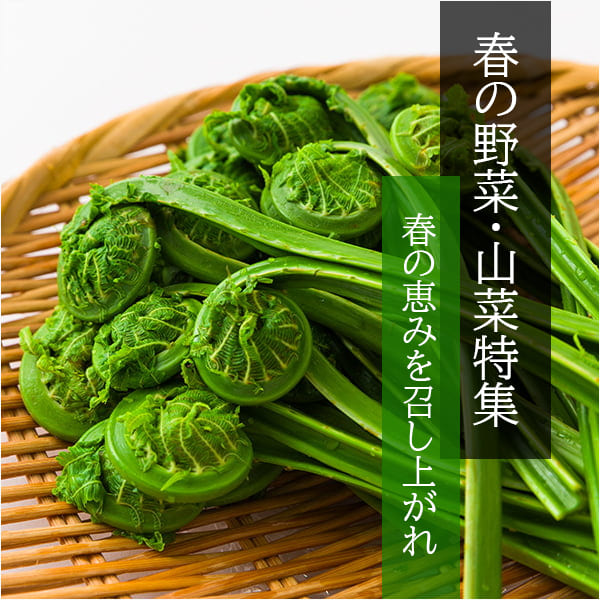 春の野菜・山菜特集