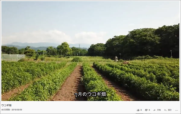 ウコギ畑の様子youtube動画