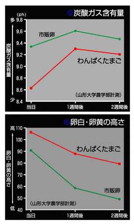 わんぱくたまご